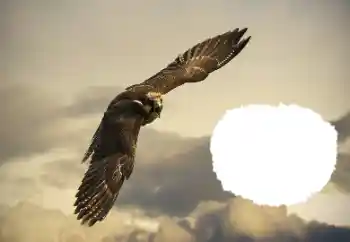 Fotografický efekt z kategorie Různé № 114515