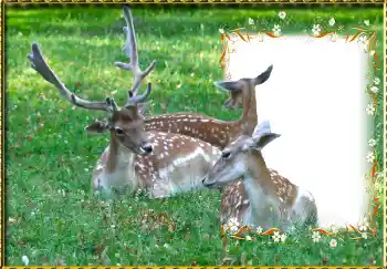 Fotografický efekt z kategorie Různé № 123221