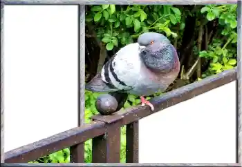 Fotografický efekt z kategorie Různé № 127181