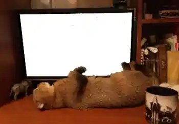 Fotografický efekt z kategorie Různé № 141110