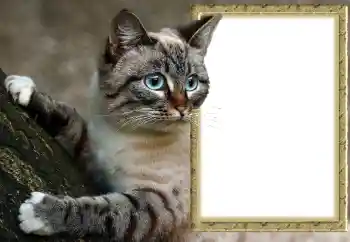 Fotografický efekt z kategorie Různé № 145118