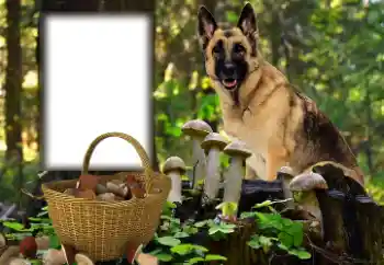 Fotografický efekt z kategorie Různé № 153015