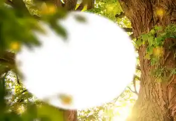 Fotografický efekt z kategorie Různé № 157231