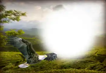 Fotografický efekt z kategorie Různé № 158416