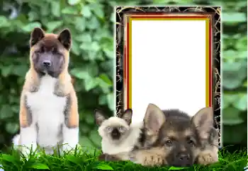 Fotografický efekt z kategorie Různé № 167876