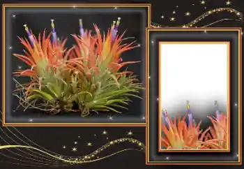 Fotografický efekt z kategorie Různé № 169299