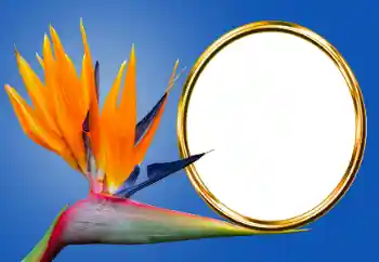 Fotografický efekt z kategorie Různé № 170605