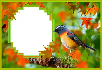 Fotografický efekt z kategorie Různé № 173036