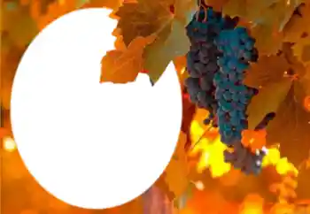 Fotografický efekt z kategorie Různé № 205802