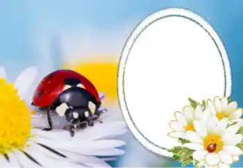 Fotografický efekt z kategorie Různé № 40356 Fotografický efekt z kategorie Různé № 40356