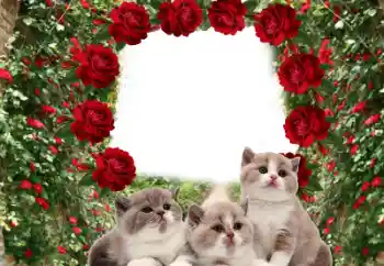 Fotografický efekt z kategorie Různé № 60206