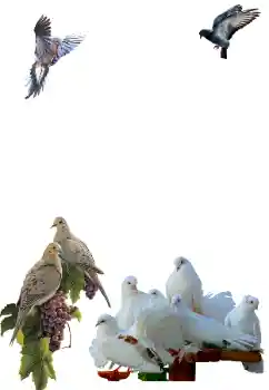 Fotografický efekt z kategorie Různé № 81632