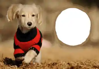 Nápis na rámečku: Šťastný Nový Rok!