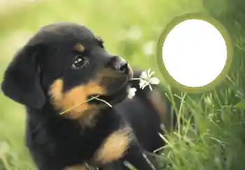 Nápis na rámečku: Šťastný Nový Rok!