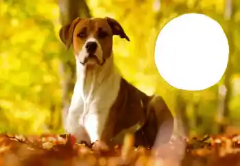 Fotografický efekt z kategorie Pohlednice pro Nový rok № 68757