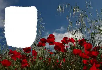 Fotografický efekt z kategorie Leto № 114434