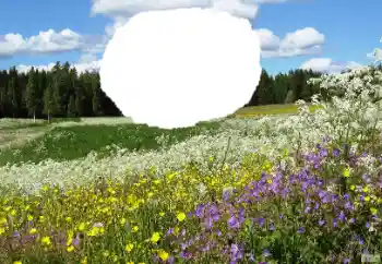 Fotografický efekt z kategorie Leto № 114457