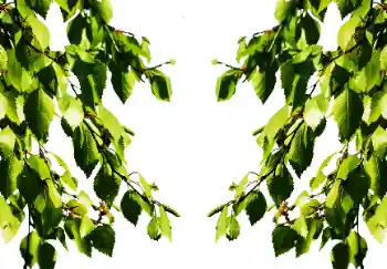 Fotografický efekt z kategorie Leto № 114501