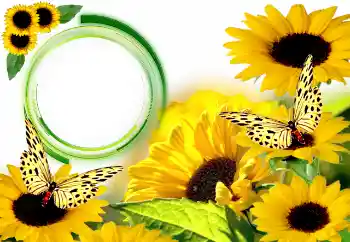 Fotografický efekt z kategorie Leto № 134446