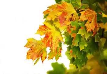 Fotografický efekt z kategorie Podzim № 114235