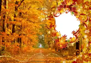 Fotografický efekt z kategorie Podzim № 174120