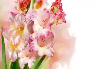 Fotografický efekt z kategorie Ženské fotorámečky № 158438