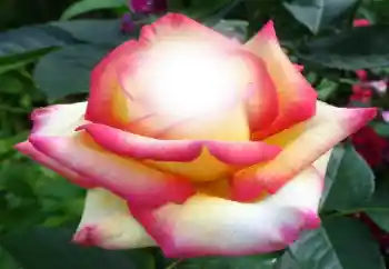 Fotografický efekt z kategorie Ženské fotorámečky № 64187