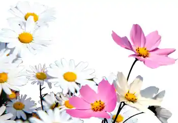 Fotografický efekt z kategorie Ženské fotorámečky № 72152