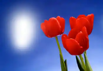 Fotografický efekt z kategorie Ženské fotorámečky № 93395